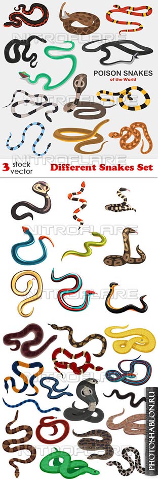 Векторный клипарт - Различные змеи / Different Snakes Set