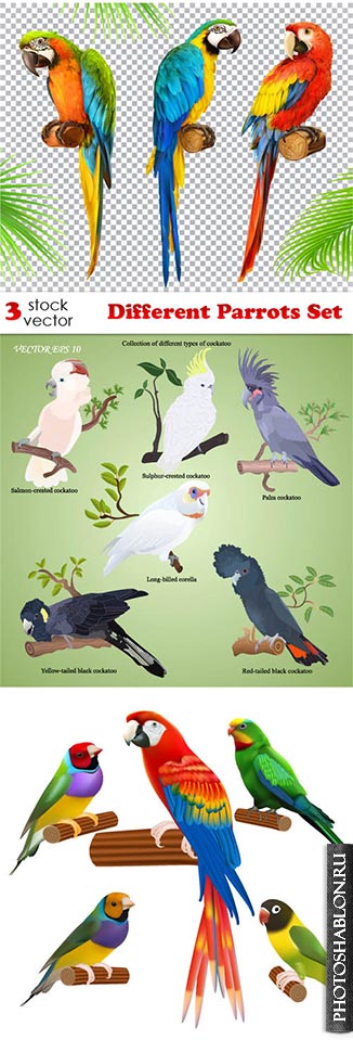 Векторный клипарт - Попугаи / Different Parrots Set