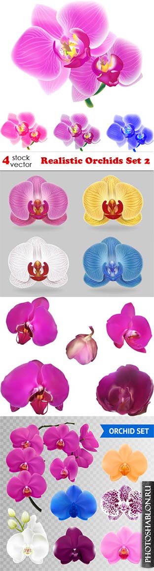 Векторный клипарт - Орхидеи / Realistic Orchids Set 2