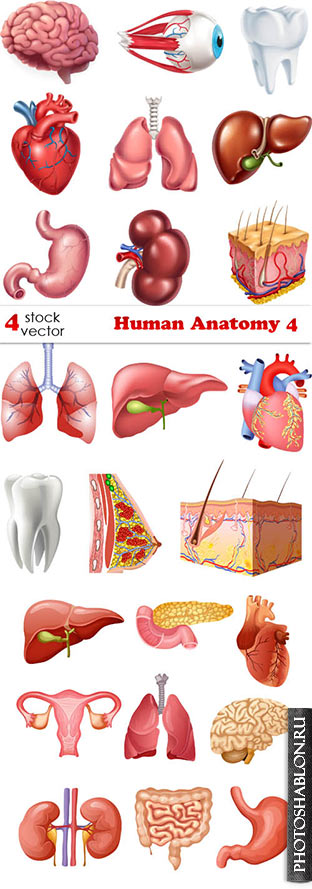Векторный клипарт - Анатомия человека / Human Anatomy 4