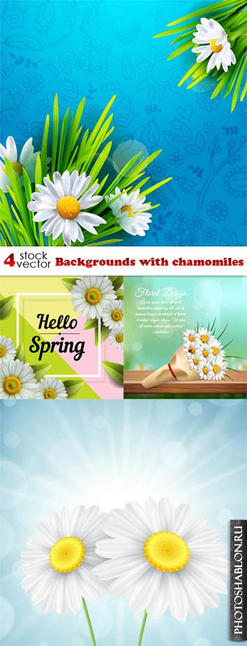 Векторные фоны с ромашками / Vectors - Backgrounds with chamomiles