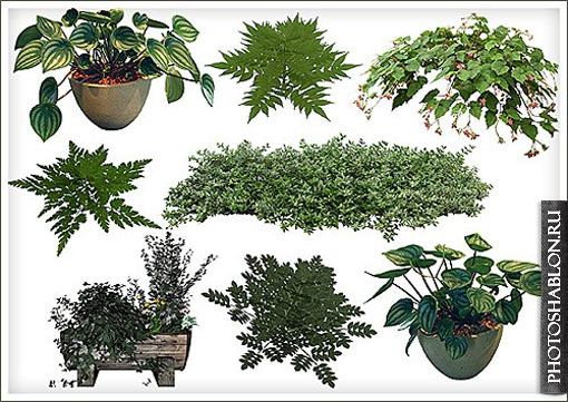 Растения для фотошопа на прозрачном фоне
