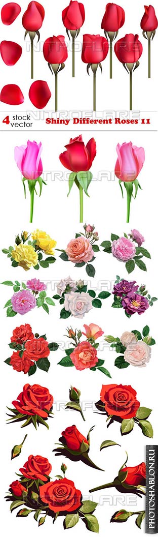 Векторный клипарт - Красивые розы / Shiny Different Roses 11