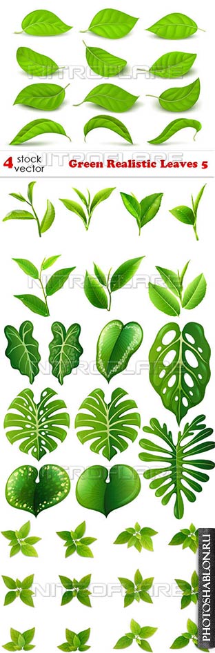Векторный клипарт - Зеленые листья / Green Realistic Leaves 5