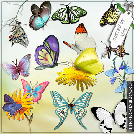 Клипарт - Бабочки на прозрачном фоне