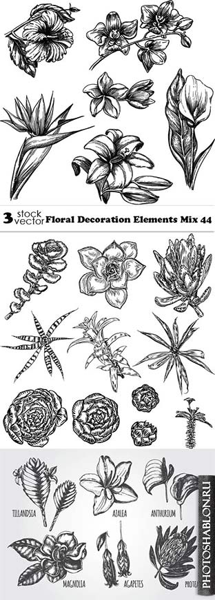 Vectors - Floral Decoration Elements Mix 44